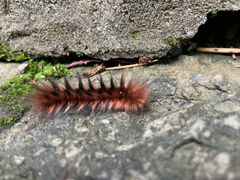 -桂林古东瀑布景区