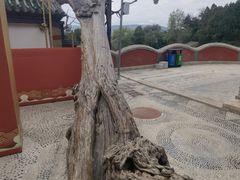 -玉泉观