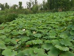 -瑶湖郊野森林公园