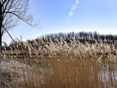-马家湾湿地公园
