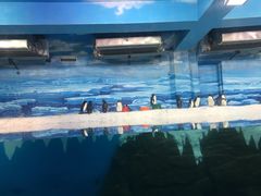 -大连圣亚海洋世界