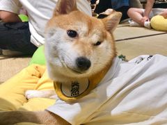 -逗柴咖啡屋·狗咖猫咖宠物桌游