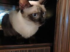 -more than meow吴止猫主题餐厅(承德 中船汇店)