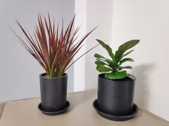 -秦美花卉(天朗·莱茵小城2期店)
