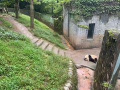-都江堰中华大熊猫苑