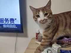 -美联众合爱康动物医院•复杂内科•肿瘤科•牙科•腔镜诊疗中心