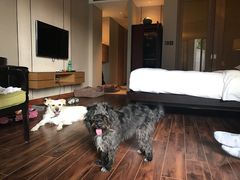 -上海崇明金茂凯悦酒店