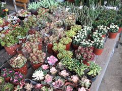 -金科花卉市场