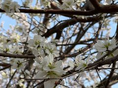 -桃花堤公园