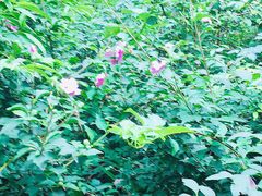 -洛阳市牡丹公园