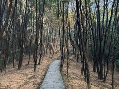 -火炉山森林公园