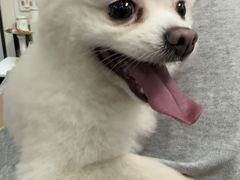 -顺强宠物诊所·狂犬免疫·夜诊·骨科(嘉定店)