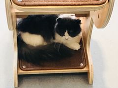 -飞行喵MR PILOT|猫舍·猫咖(静安大融城店)
