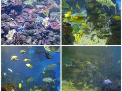 -大连老虎滩海洋公园