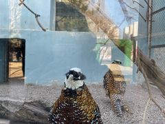 -青藏高原野生动物园