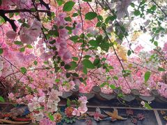 -深圳国际园林花卉博览园