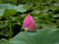 -梁鸿国家湿地公园
