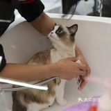 深圳新晋萌宠乐园？！今日小可爱萌度加倍！
