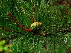 -玉渡山自然风景区