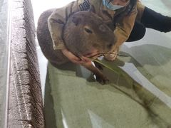 -萌宠奇缘