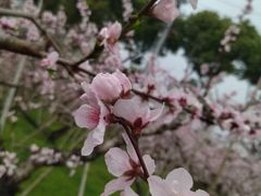 -桃花岛景观公园