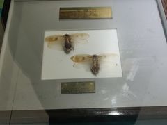 -上海昆虫博物馆