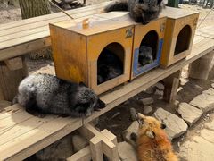 -宫城藏王狐狸村