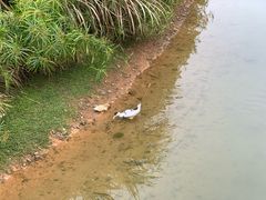 -福田红树林生态公园