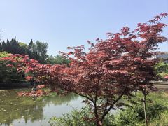 -嘉定紫藤园