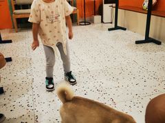 -喜柴咖啡·柴犬狗咖