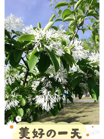 金陵花事||玄武湖景区.情侣园.流苏树