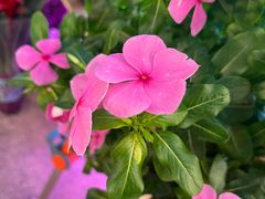 -双季花艺园艺市场(浦东店)