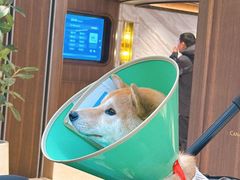 -CHARLIETOWN红茶公司(南京万象天地店)
