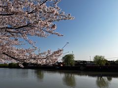 -高东镇樱花园