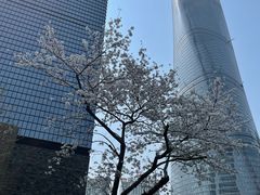 -上海柏悦酒店