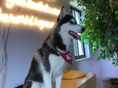 -Husky Go! 哈士奇体验馆·宠物咖啡厅狗咖