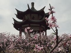 景点-新建村梅花