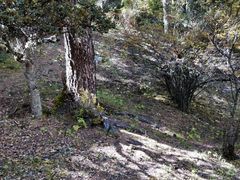 -铁山坪森林公园