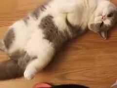 -瑞鹏宠物医院·骨科·猫科·内科(第一中心)