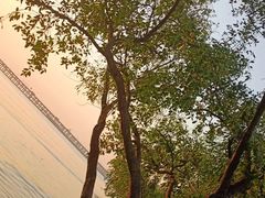 -宝安西湾红树林湿地公园