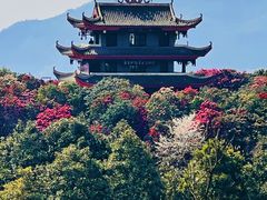 -贵州百里杜鹃风景名胜区