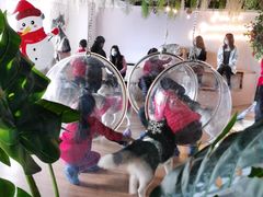 -Husky Go! 哈士奇体验馆·宠物咖啡厅狗咖