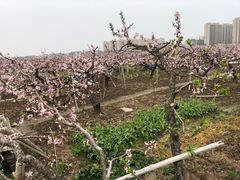 -南汇桃花村