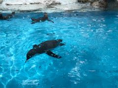 -帝企鹅自助餐厅•儿童岛•真企鹅(长隆企鹅酒店)