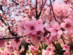 -白塘生态植物园