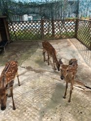 -萌宠亲子动物乐园(槐房万达店)