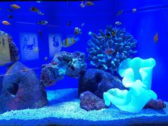 -上海海洋水族馆