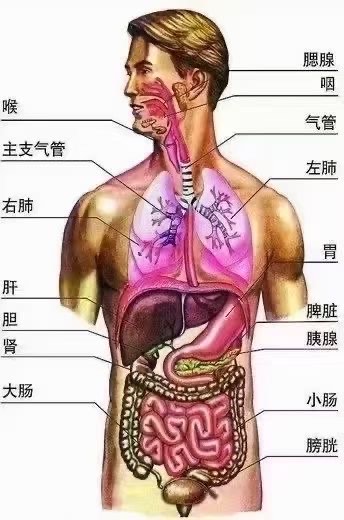 心与肝的关系图解图片