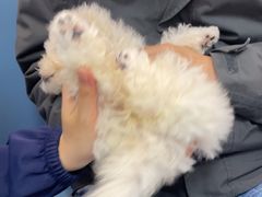 -北京观赏动物医院·24小时大型综合·猫专科·异宠专科