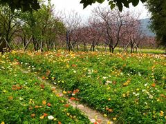 -天适樱花悠乐园